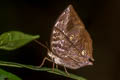 Burmese Saturn Zeuxidia masoni tannowai