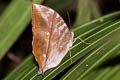 Burmese Saturn Zeuxidia masoni tannowai