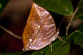 Burmese Saturn Zeuxidia masoni tannowai