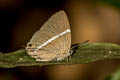 Burmese Tufted Royal Dacalana burmana burmana
