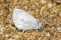 Celastrina hersilia sudjaii