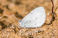 Celastrina hersilia sudjaii