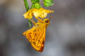 Ceylon Dartlet Oriens goloides
