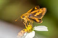 Ceylon Dartlet Oriens goloides