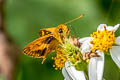 Ceylon Dartlet Oriens goloides