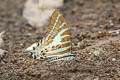 Chain Swordtail Graphium aristeus hermocrates (Stripe Swordtail)