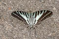 Chain Swordtail Graphium aristeus hermocrates (Stripe Swordtail)