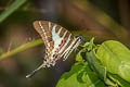 Chain Swordtail Graphium aristeus hermocrates (Stripe Swordtail)