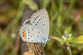 Chapman's Cupid Everes argiades diporides (Short-tailed Cupid)