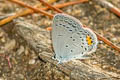 Chapman's Cupid Everes argiades diporides (Short-tailed Cupid)