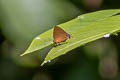 Chestnut-and-black Royal Tajuria yajna ellisi