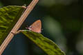 Chestnut-and-black Royal Tajuria yajna ellisi