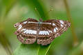 Chestnut-streaked Sailor Neptis jumbah jumbah