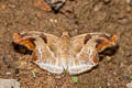 Chestnut Angle Odontoptilum angulata angulata