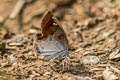 Chestnut Angle Odontoptilum angulata angulata