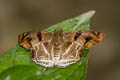 Chestnut Angle Odontoptilum angulata angulata