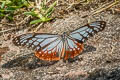 Chestnut Tiger Parantica sita sita