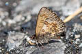 Chinese Straight-wing Blue Orthomiella rantaizana rovorea