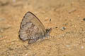 Chinese Straight-wing Blue Orthomiella rantaizana rovorea