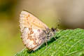 Chinese Straight-wing Blue Orthomiella rantaizana rovorea