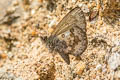 Chinese Straight-wing Blue Orthomiella rantaizana rovorea