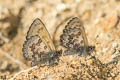 Chinese Straight-wing Blue Orthomiella rantaizana rovorea