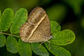 Chinese Bushbrown Mycalesis gotama charaka