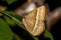 Chinese Bushbrown Mycalesis gotama charaka