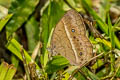 Chinese Bushbrown Mycalesis gotama charaka