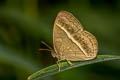 Chinese Bushbrown Mycalesis gotama charaka