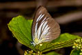 Chocolate Albatross Appias lyncida vasava