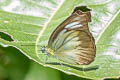 Chocolate Albatross Appias lyncida vasava