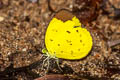 Chocolate Grass Yellow Eurema sari sodalis