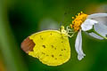 Chocolate Grass Yellow Eurema sari sodalis