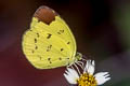 Chocolate Grass Yellow Eurema sari sodalis