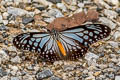 Chocolate Tiger Parantica melaneus