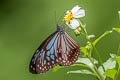 Chocolate Tiger Parantica melaneus