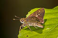 Ciliate Long-horned Flitter Isma iapis iapis (Plain Tufted Lancer)