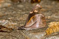 Club Beak Libythea myrrha sanguinalis