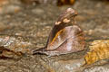 Club Beak Libythea myrrha sanguinalis