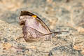 Club Beak Libythea myrrha sanguinalis