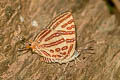 Club Silverline Spindasis syama peguanus