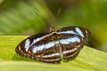 Colour Sergeant Athyma nefte subrata