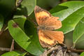 Common Blue Brilliant Simiskina phalia potina