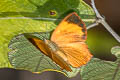 Common Blue Brilliant Simiskina phalia potina