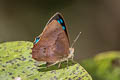 Common Blue Brilliant Simiskina phalia potina