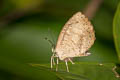 Common Brownie Miletus chinensis longeana