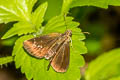 Common Chestnut Bob Iambrix salsala salsala