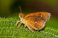 Common Chestnut Bob Iambrix salsala salsala