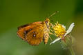 Common Chestnut Bob Iambrix salsala salsala